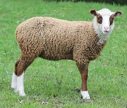lamb26